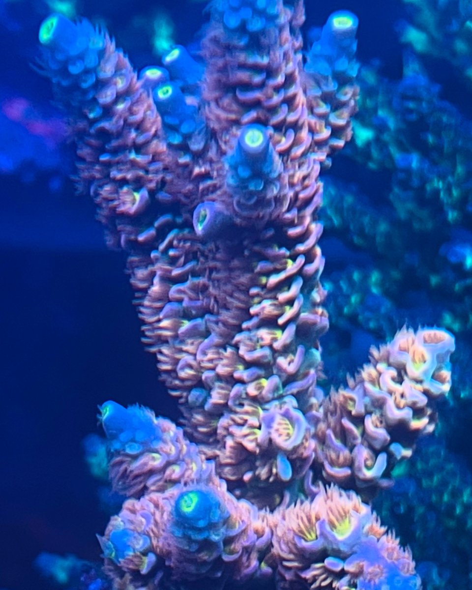 Illinois - Live Goods - Chicago Local SPS - Walt Disney, Homewrecker ...