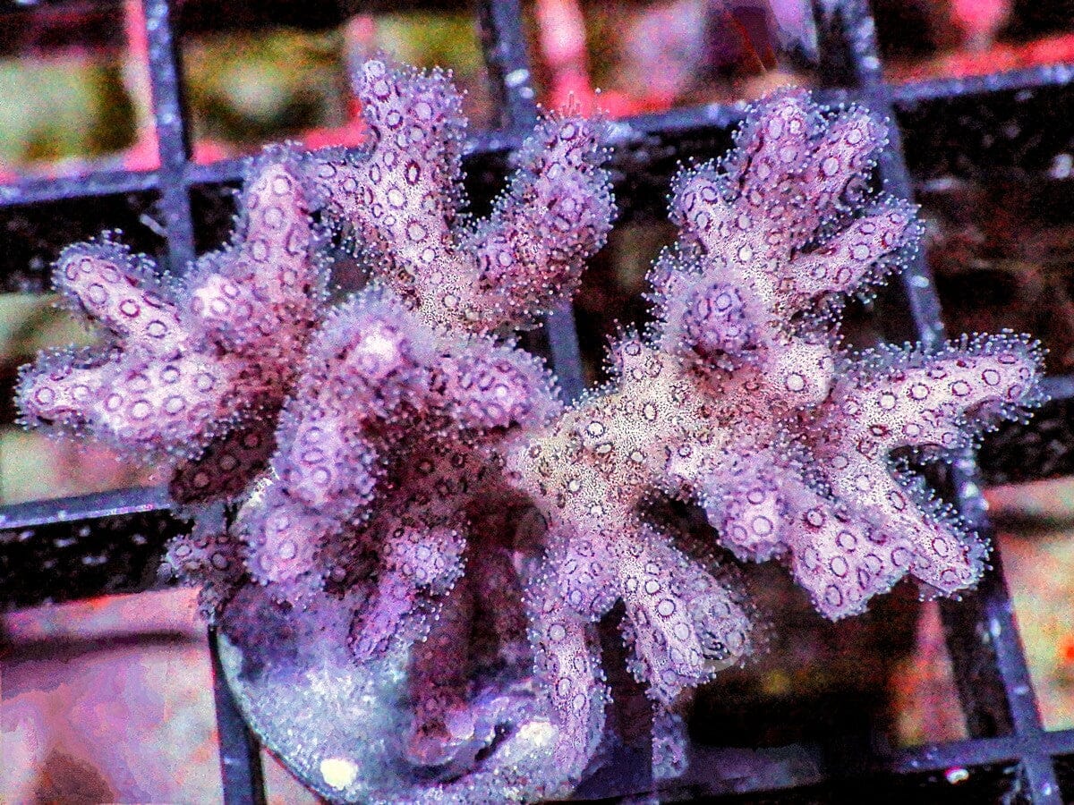 AAA2811_1200x.jpg