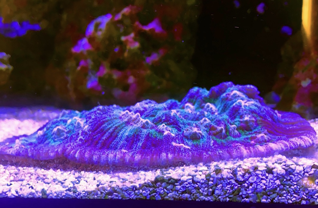 AAE60FA0-956D-4659-B0B5-E6B74C51413D.jpeg