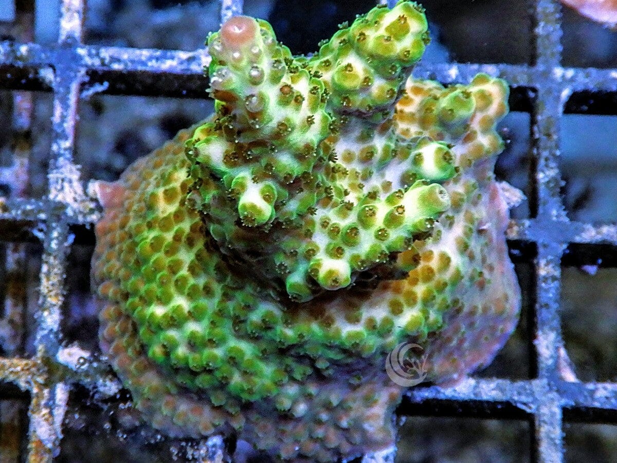AAF1612_1200x.jpg