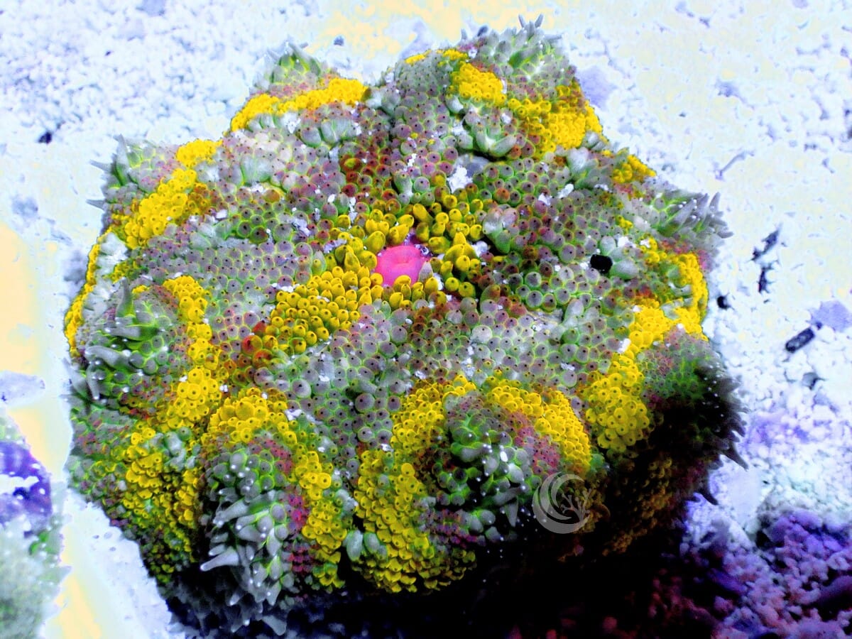 Super Colorful Mini Carpet Anemones | Reef2Reef
