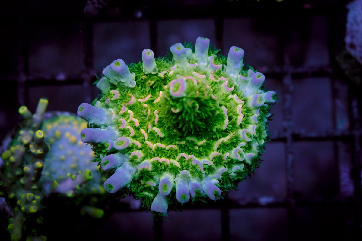 AB72EFAC-EA9A-45EF-A7A3-741624DF022E.jpeg