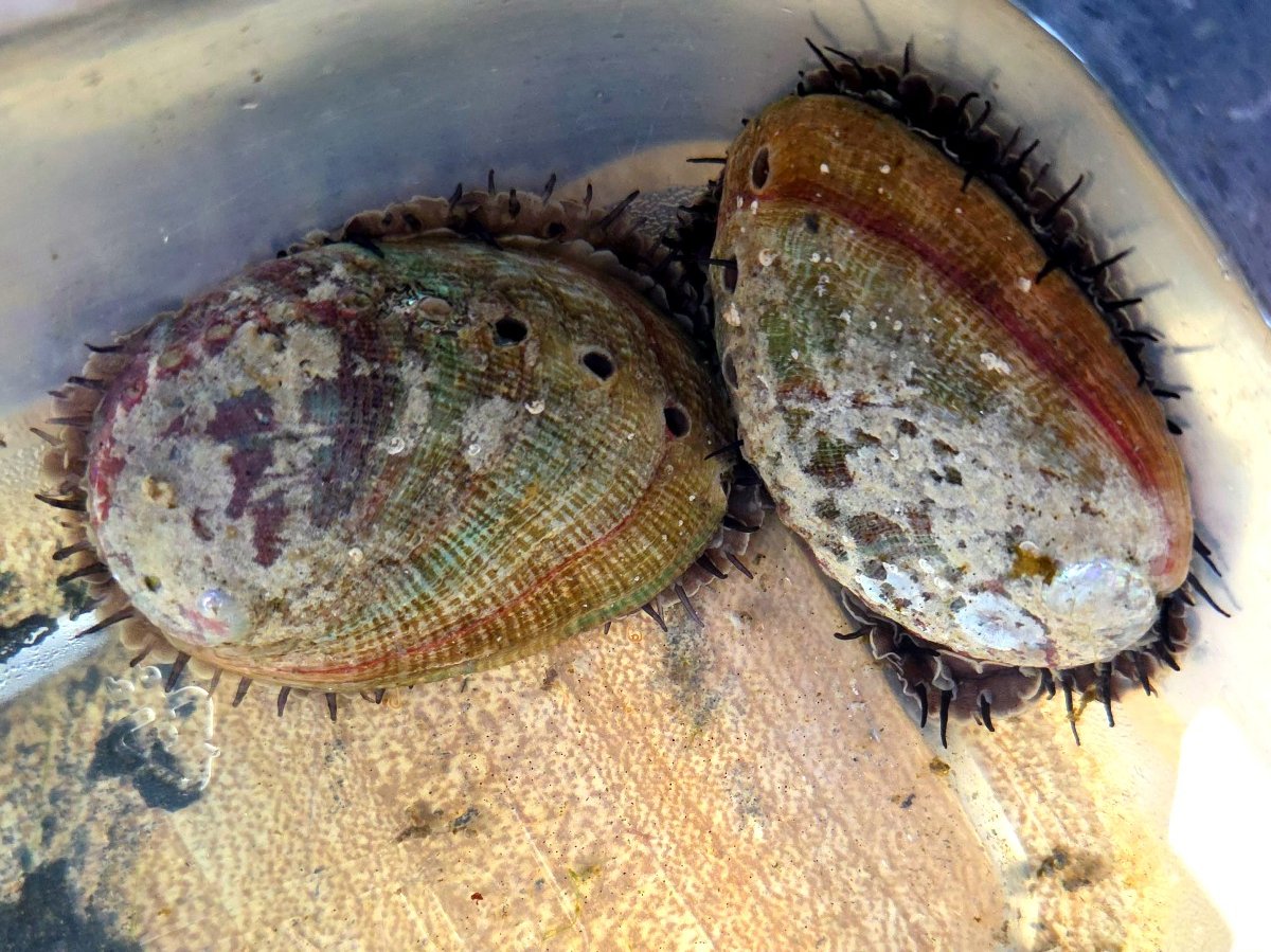 abalones.jpg