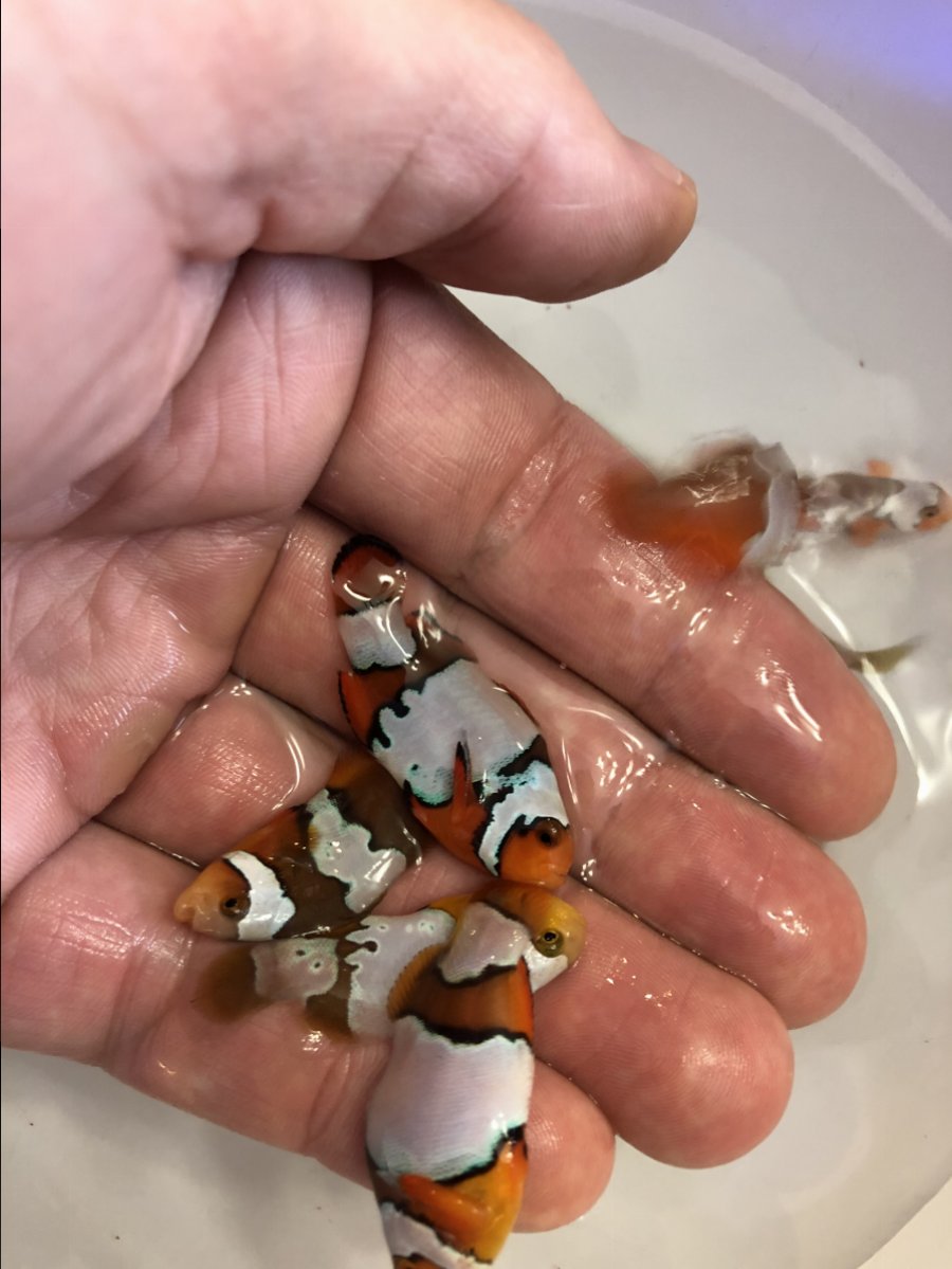 Designer Clownfish Pictorial | Page 21 | REEF2REEF Saltwater and Reef ...