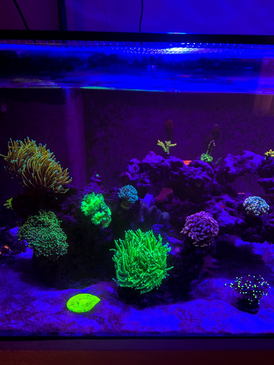 Build Thread - My reefing journey from 0 to an 80 gallon shallow reef ...