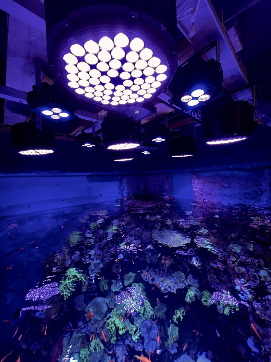 Abu_Dhabi_national_aquarium_amazonas_500_orphek_reef_aquarium_led_lighting-1536x2048.jpeg