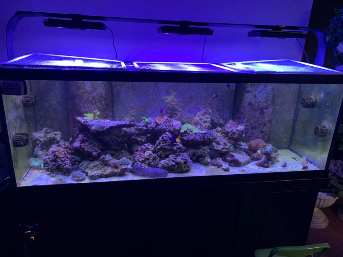 180 gallon aquarium deals for sale