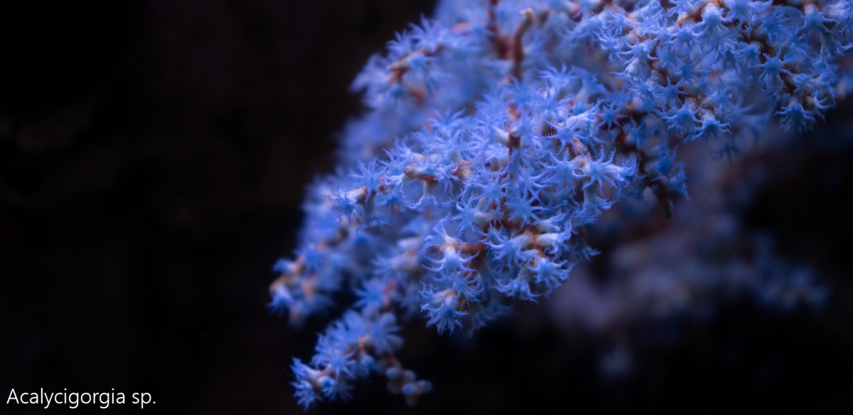 Acalycigorgia.png