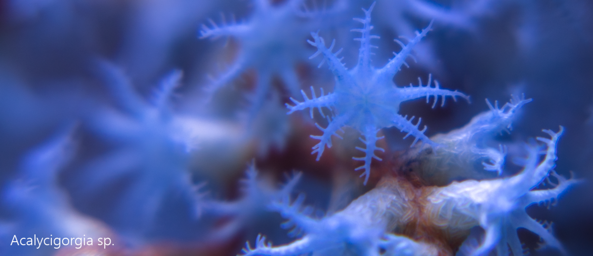 Acalycigorgia2.png