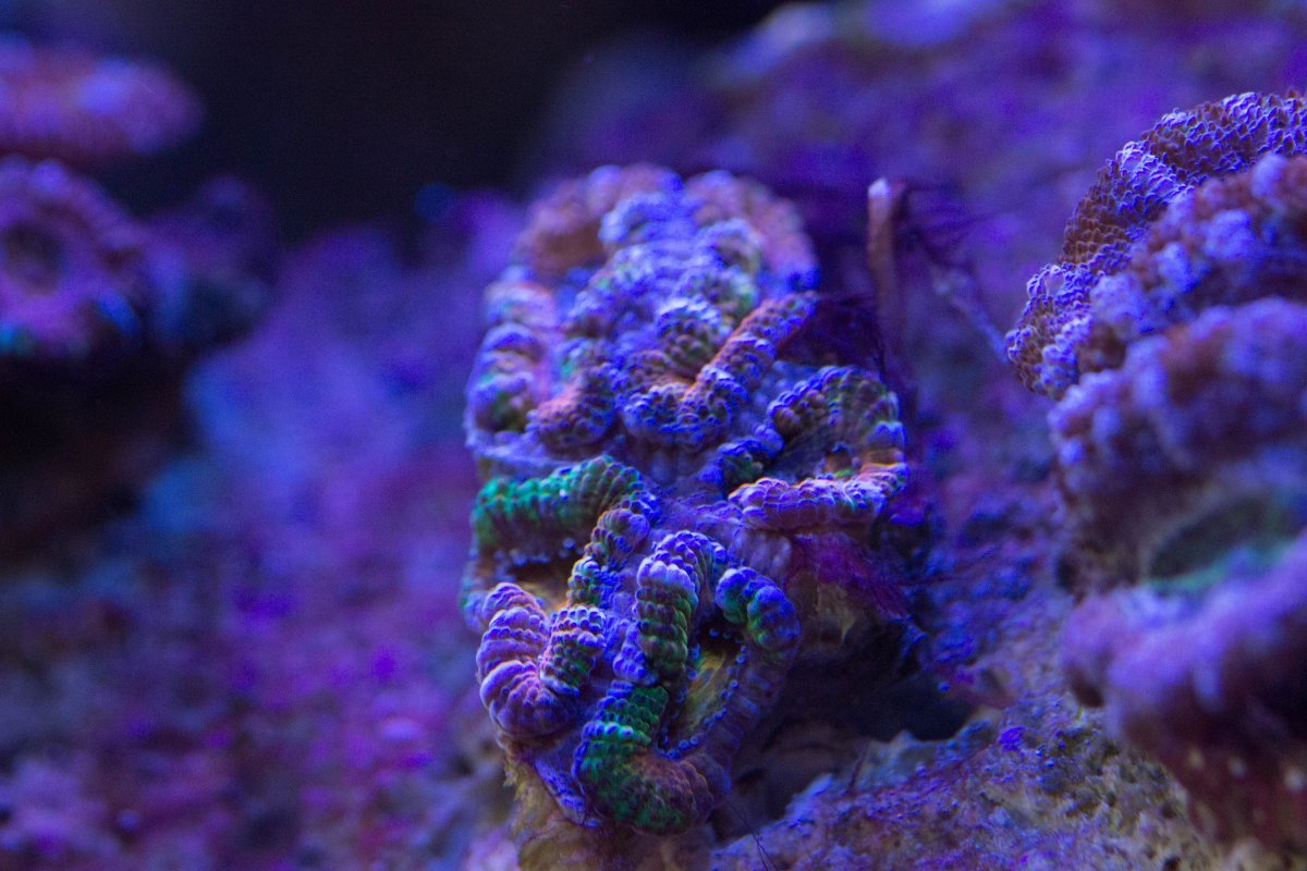 Acan 2.jpg