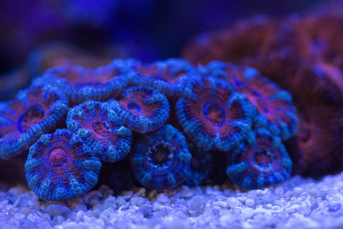 Acan 3.jpg