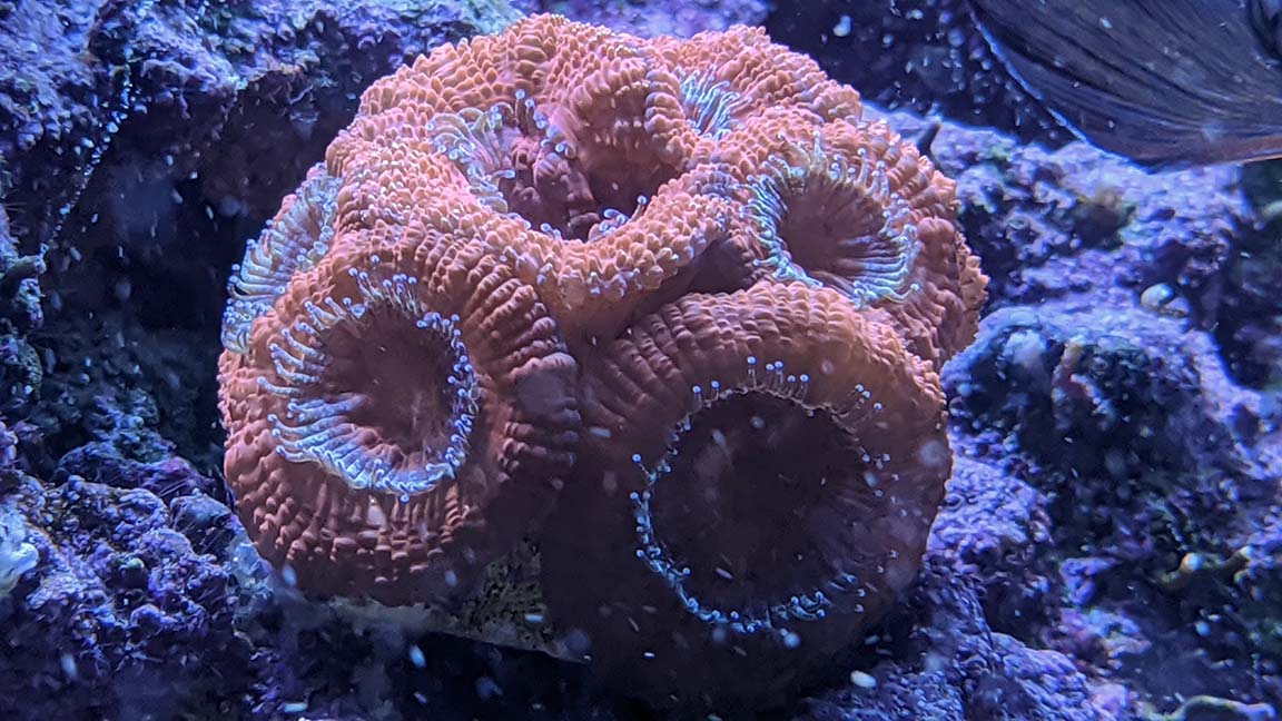 Acan 4-2.jpg