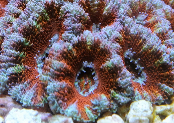 acan close.jpg
