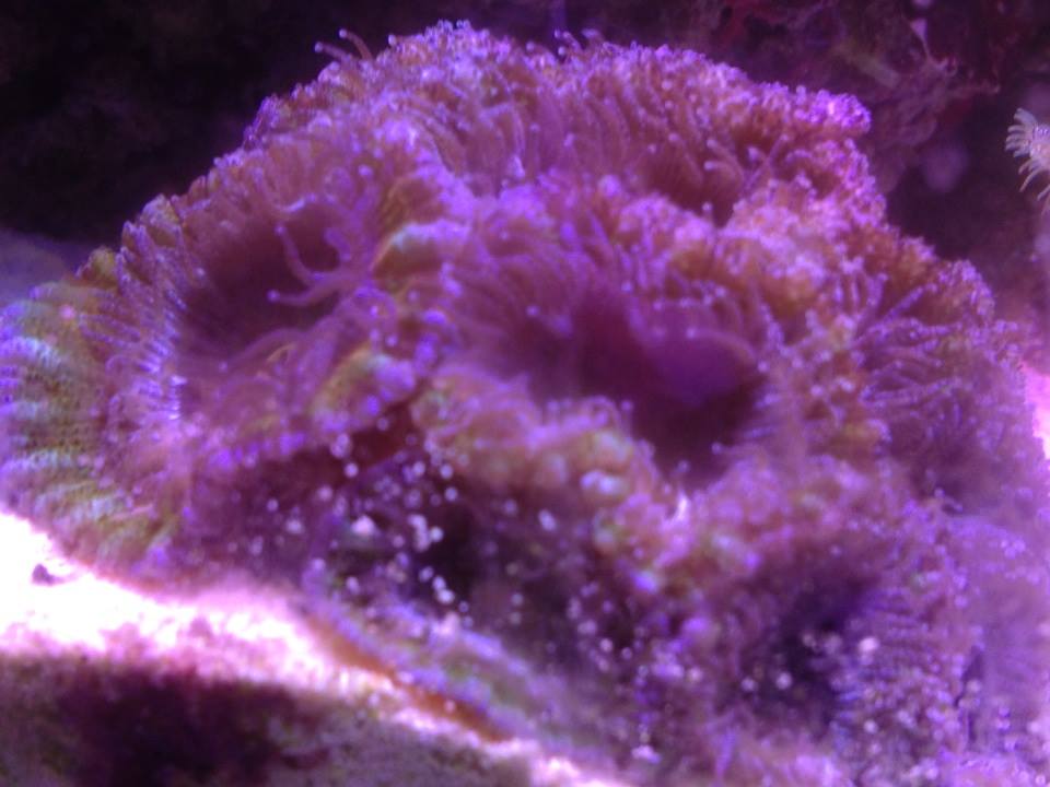 Acan Coral #2.jpg