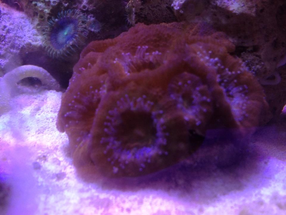 Acan Coral #3.jpg
