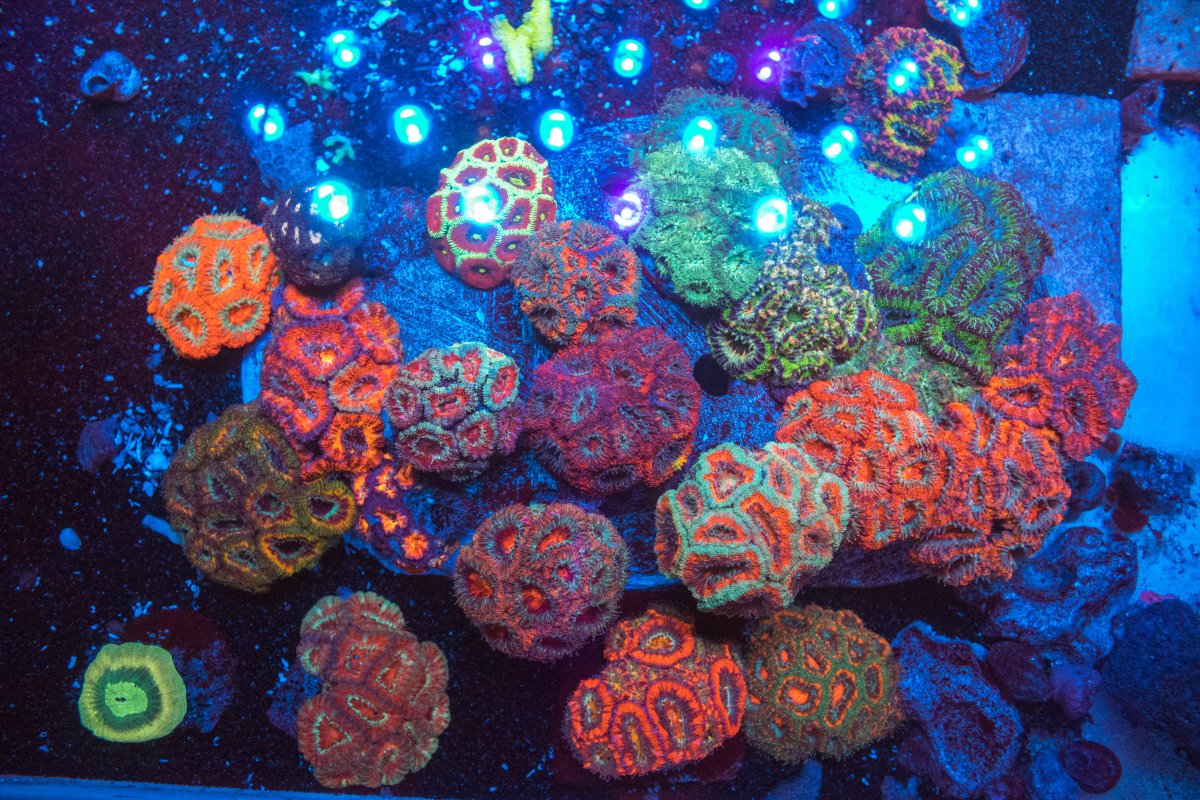 ACAN GARDEN.jpg