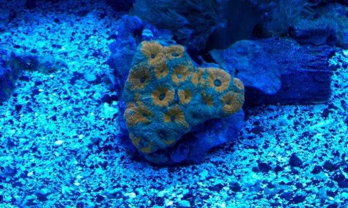 acan.jpg