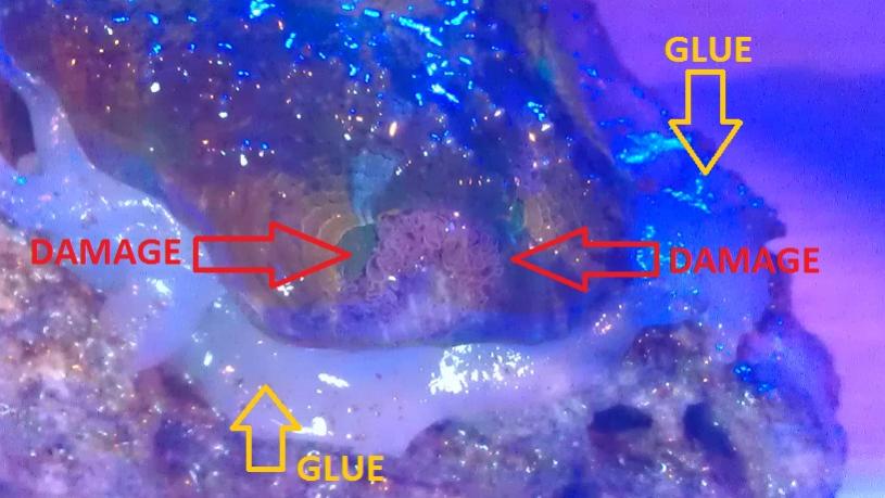 ACAN.jpg
