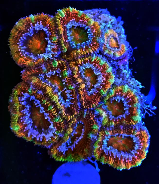 Acan.jpg