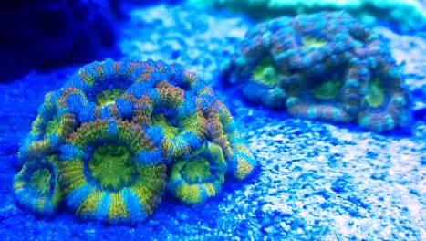 Acan.jpg
