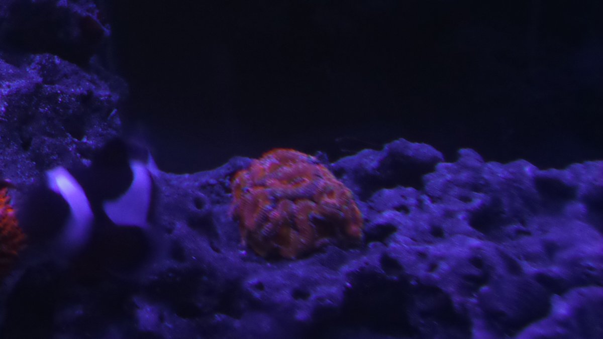 acan.jpg