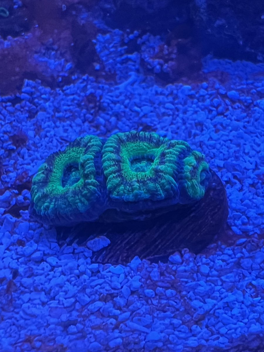 acan.jpg