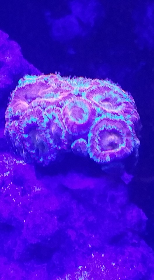 acan.jpg