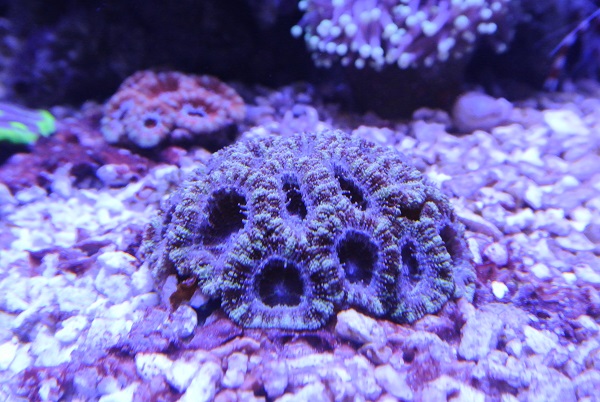 acan.jpg
