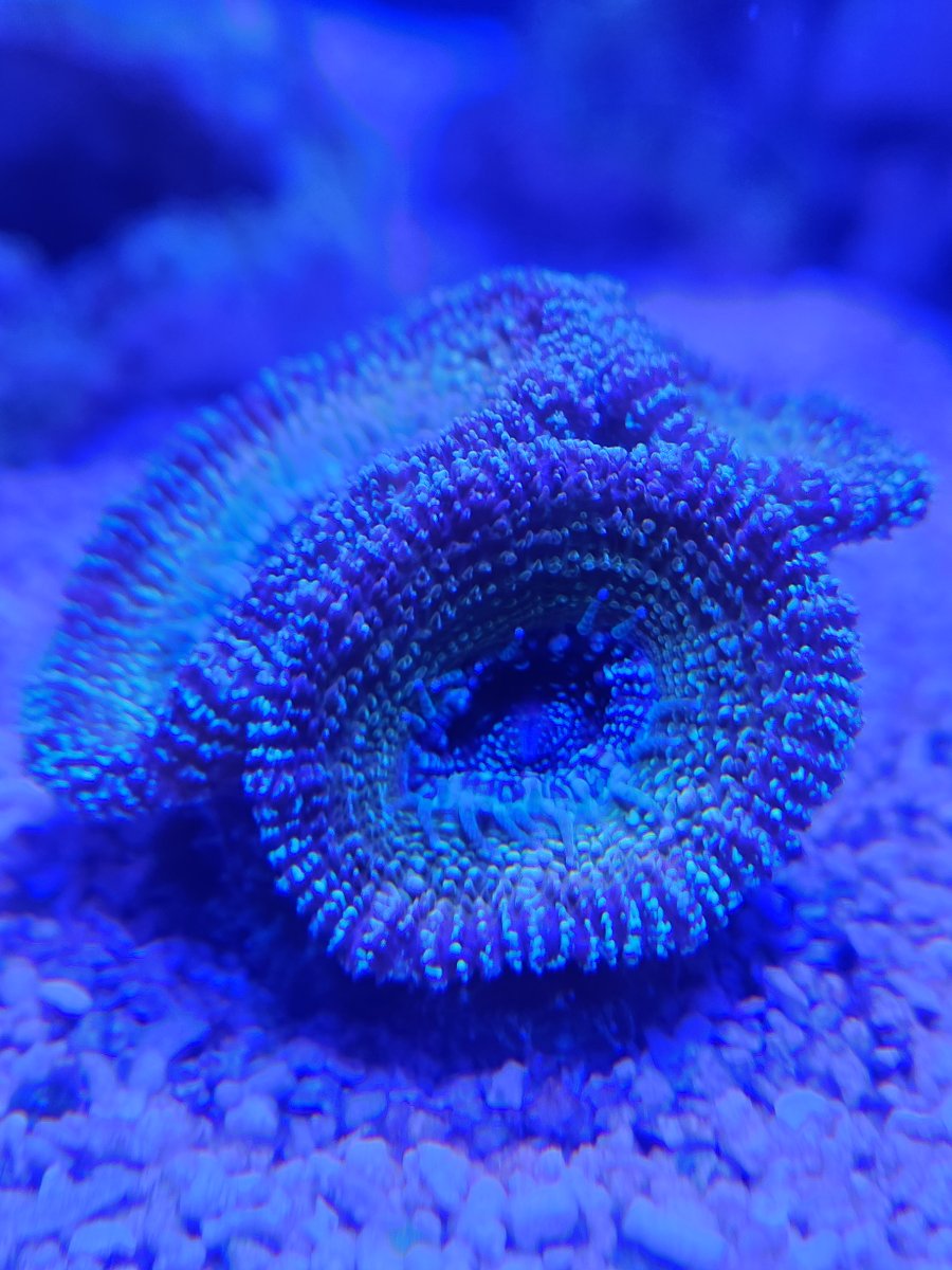 ACAN.jpg