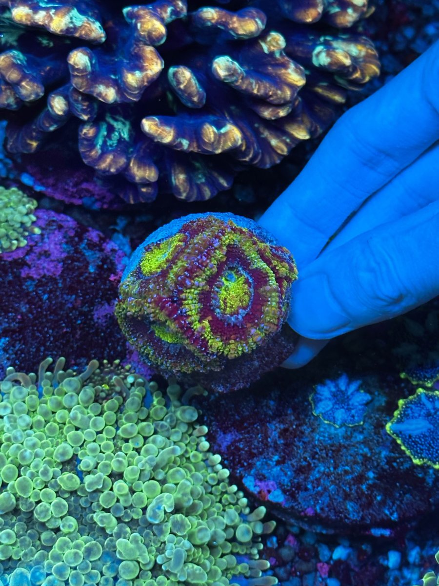 acan.jpg