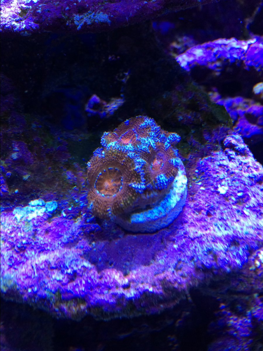 ACAN.JPG