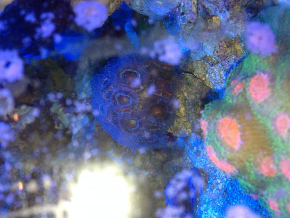 acan.jpg