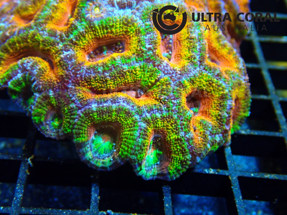 Acan-lord-special-rainbow-1-1-scaled.jpg