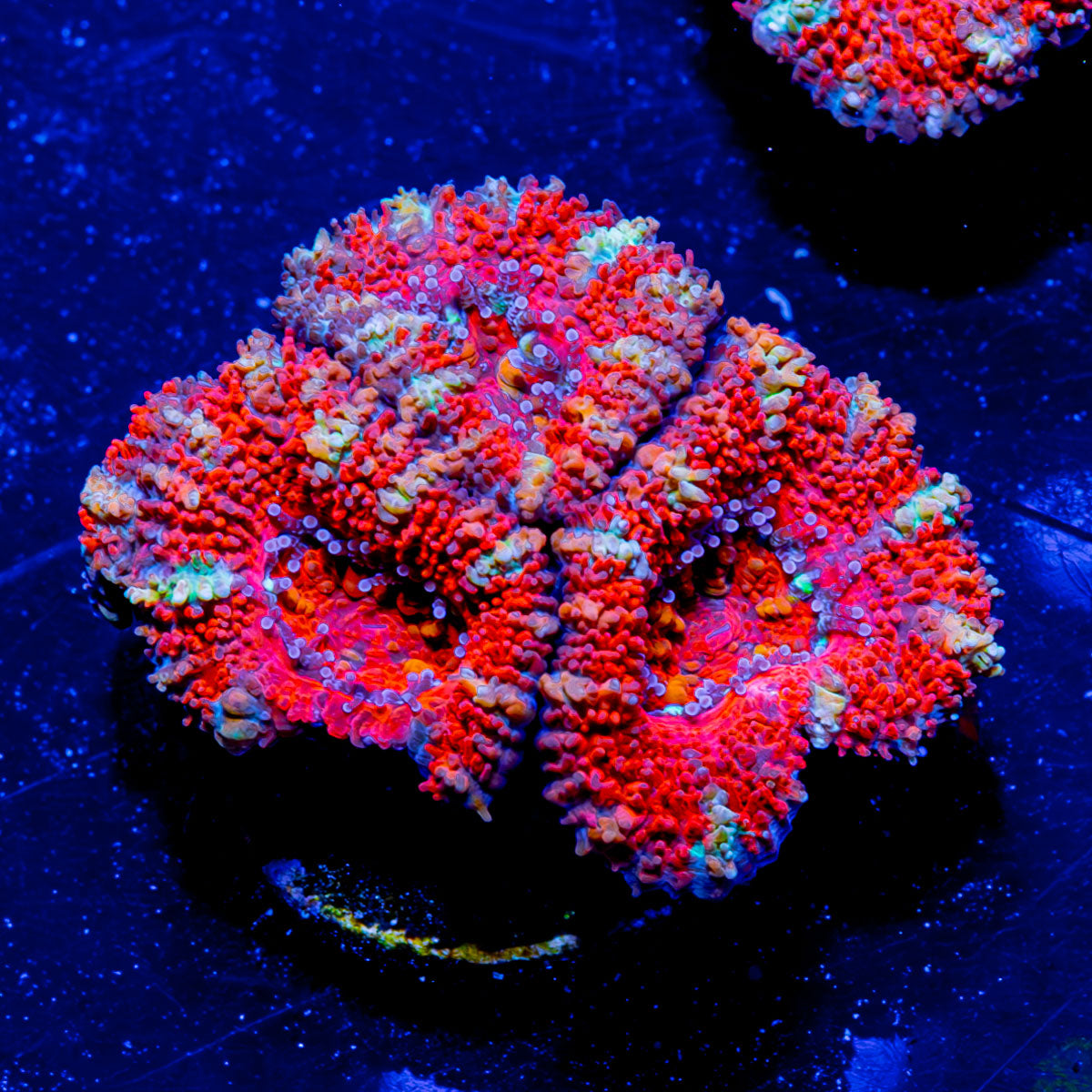 RIPTIDE AQUACULTURE| Live Sale| EASTER EGG HUNT| April 19th|Happy ...