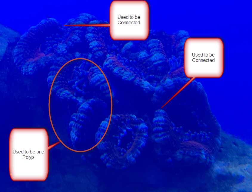 Acan.png