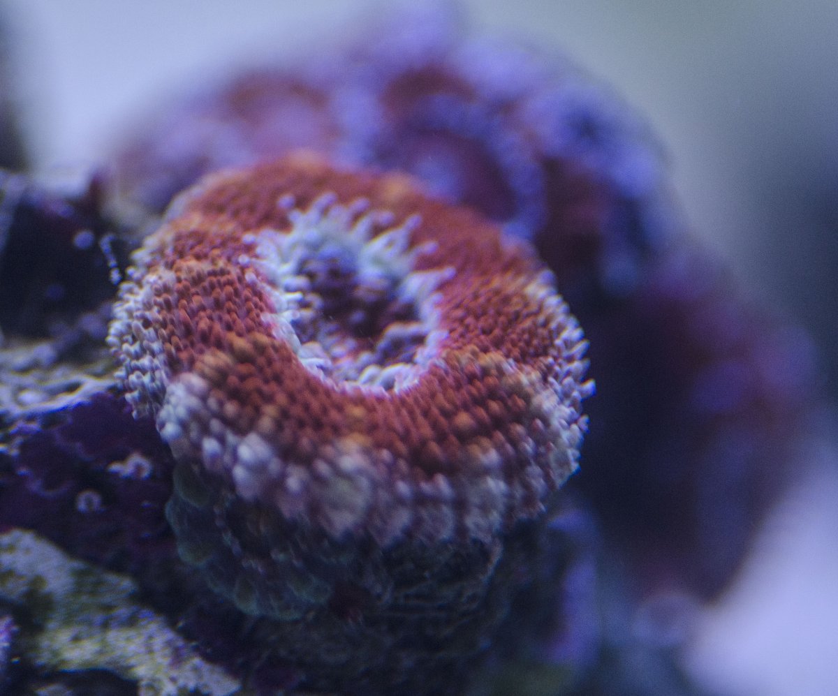 Acan popping some babies.jpg