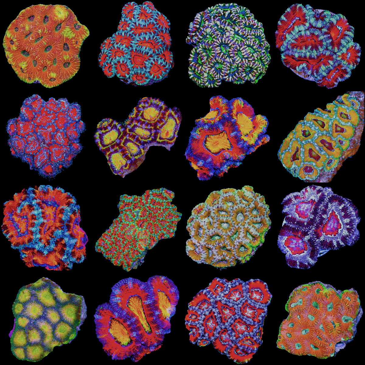Acan-teasers-56.png