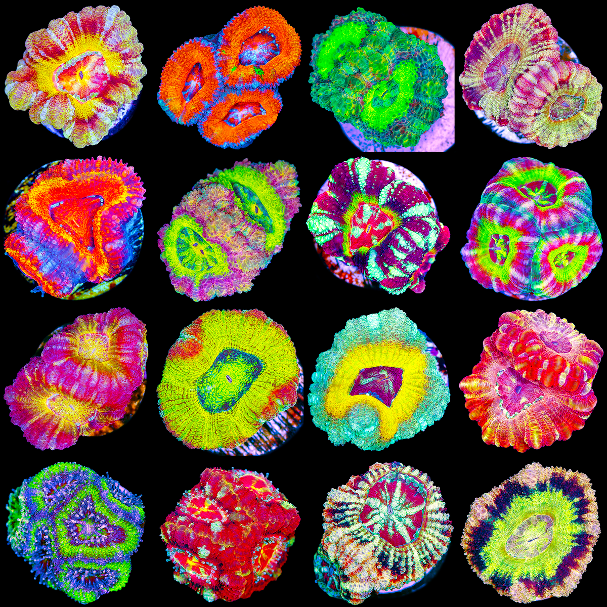 Acan-teasers-70.png