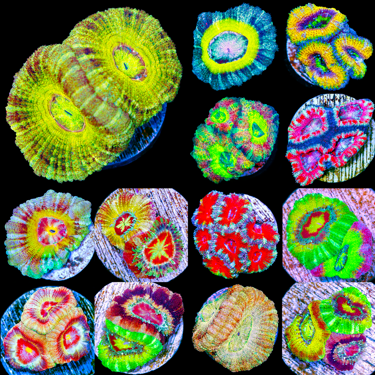 ASD Pre-Spring Break Flash Sale - Save 