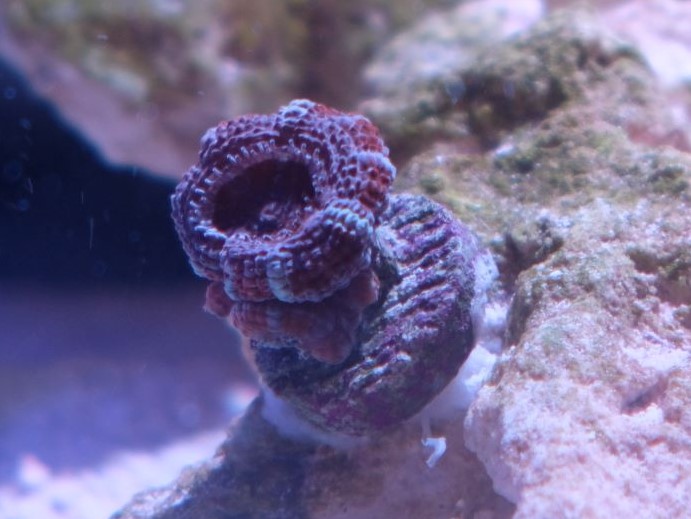 Acan1.JPG