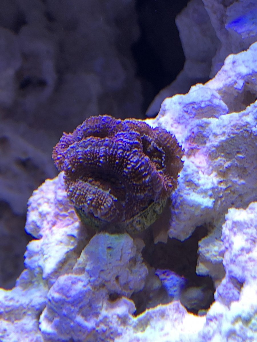 acan1.jpg