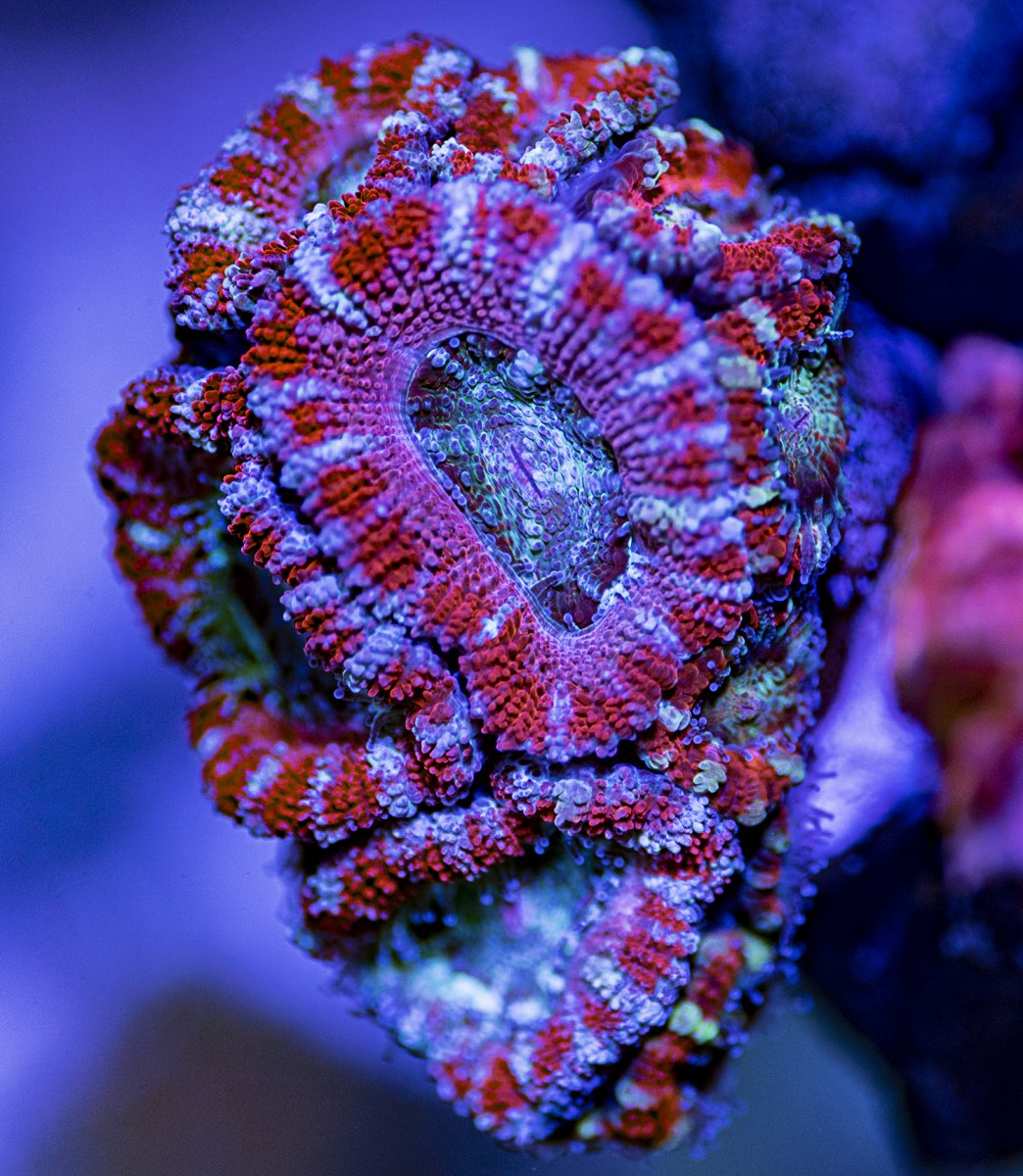 Acan1.jpg