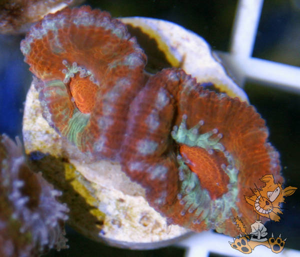 acan2.jpg