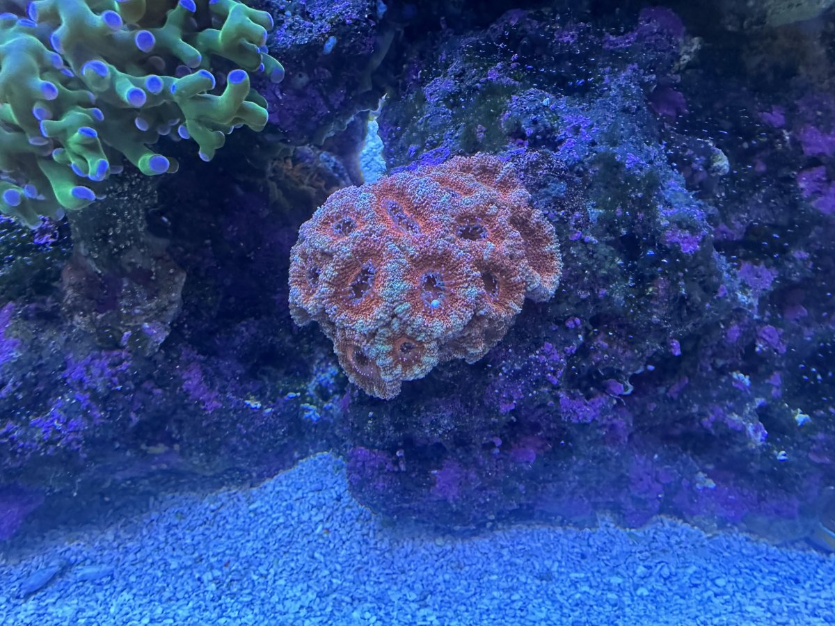 acan2.jpg