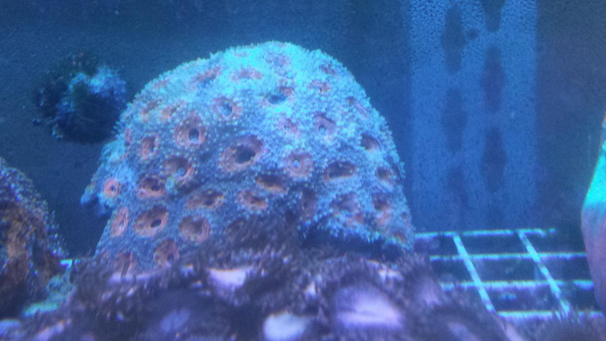 Acan2.jpg