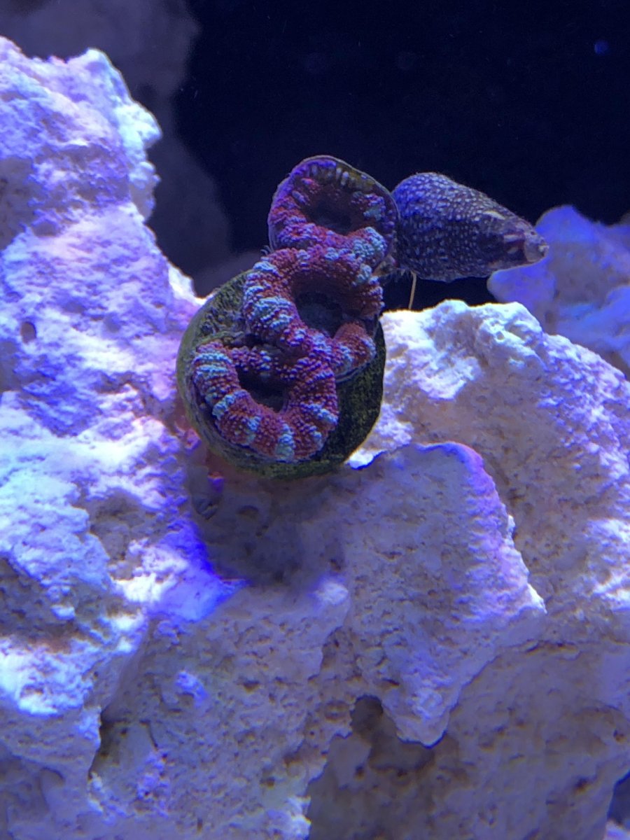 acan2.jpg