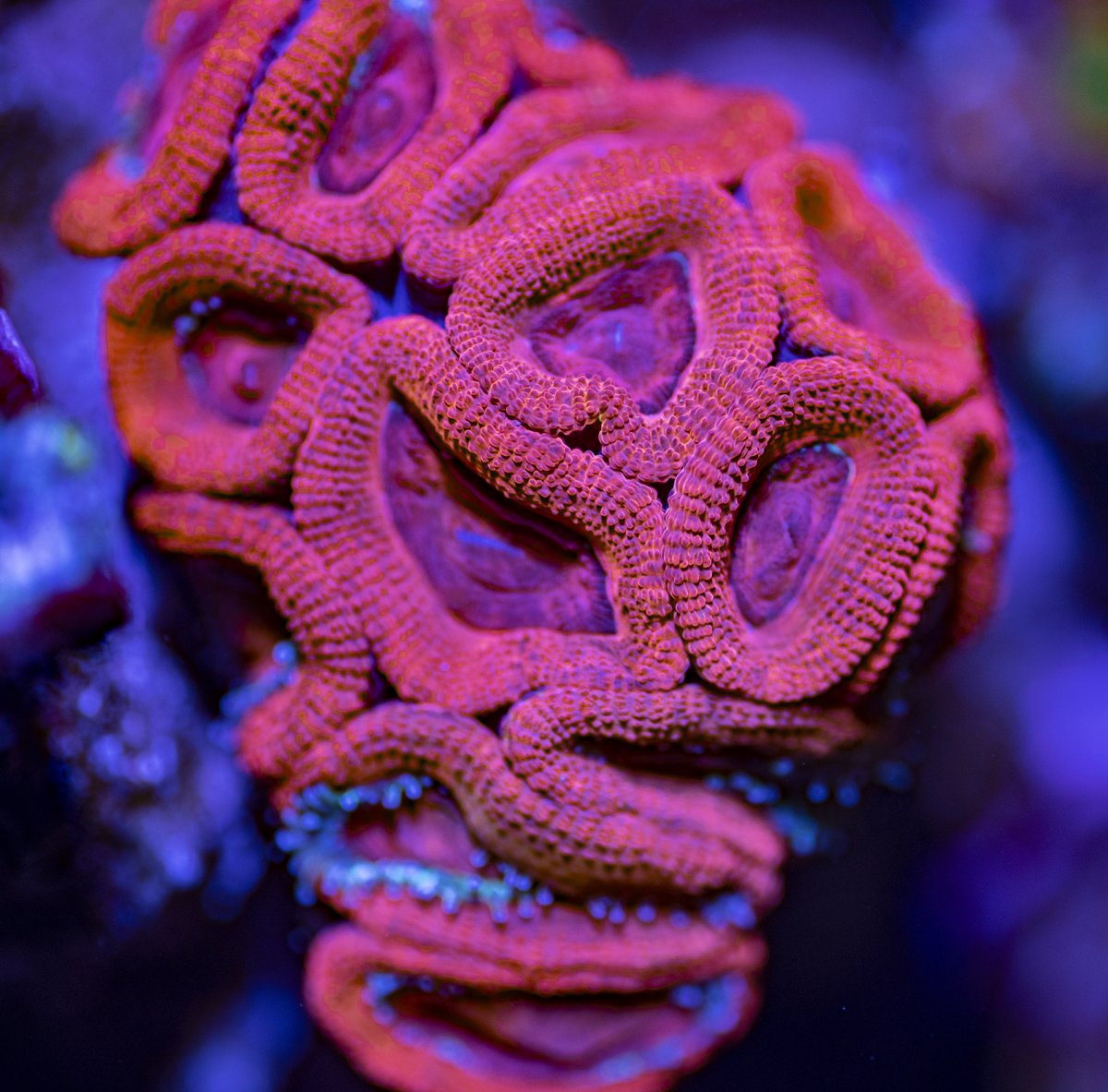 Acan2.jpg