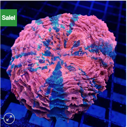 acan2.png
