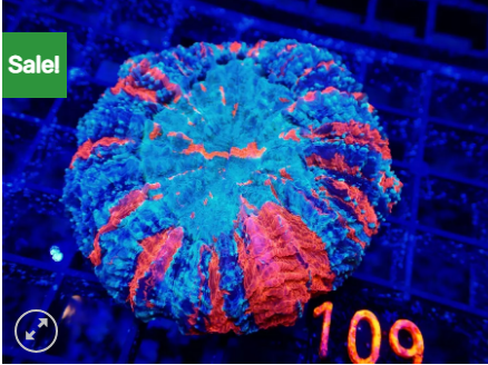 acan4.png