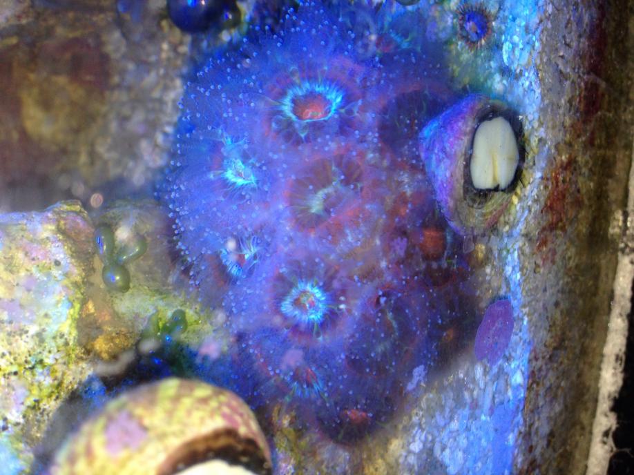 acan_flash.jpg